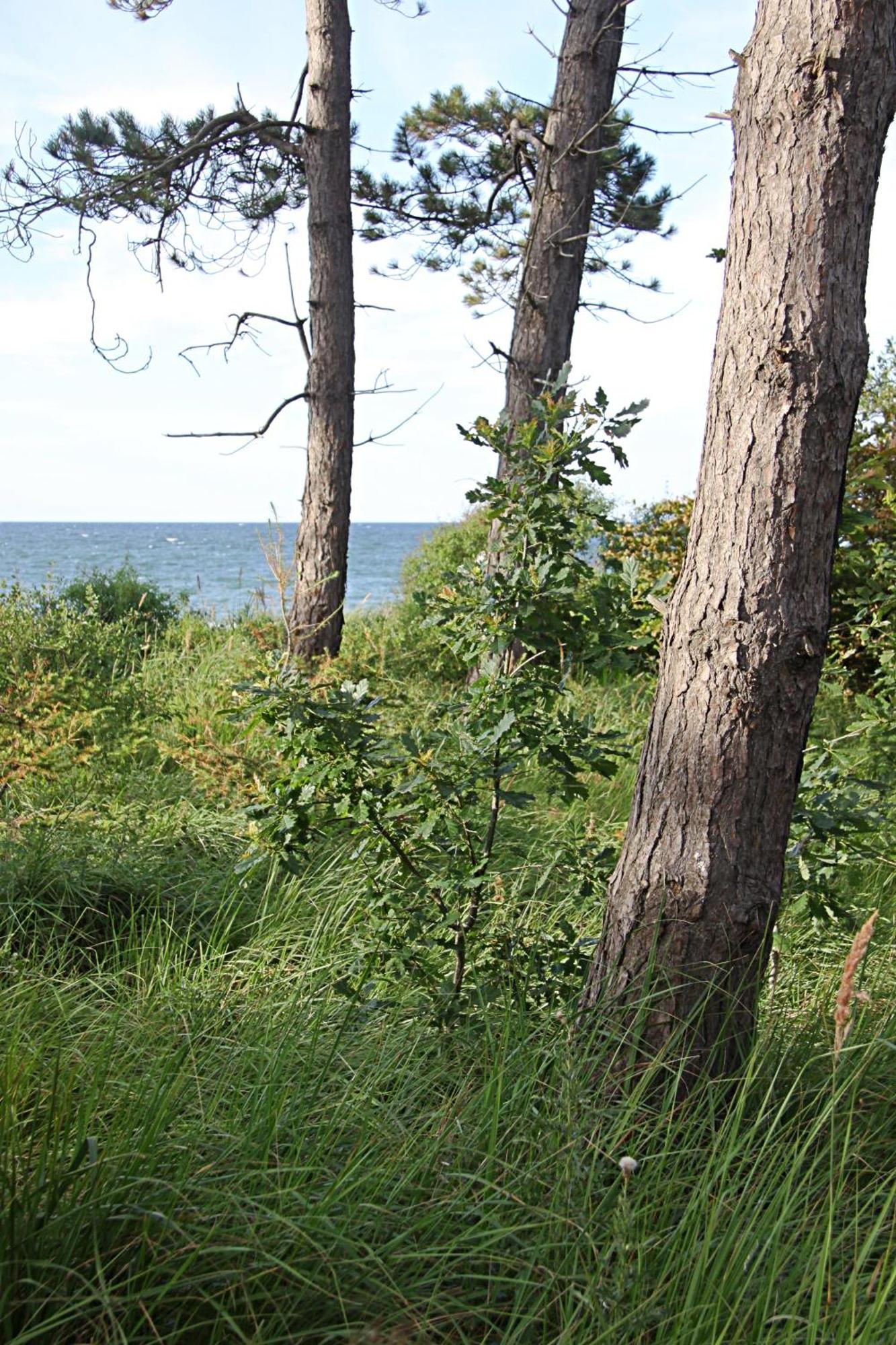 Let'S Sea - 2 Bedroom - Premium Baltic Apartment With Front Sea View Garden And Spa Access Gaski  Exterior photo